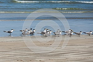 Group of Greater Crested Tern or Yellow-billed Tern, Thalasseus bergii cristatus