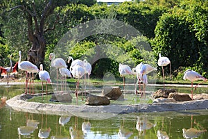 A group of Greater Flamingo birds
