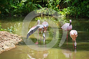 Group of greater flamingo flock or flamingos in lake at Korat zoo