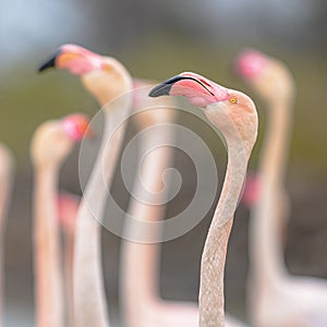 Group of greater flamingo in France