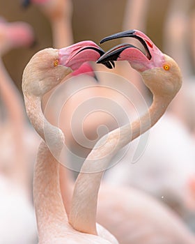 Group of greater flamingo in France