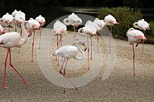 group of Greater flamingo is the most widespread and largest species of the flamingo family. It is found in Africa, Indian photo