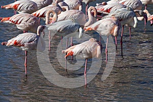 Group of greater flamingos, Phoenicopterus roseus,