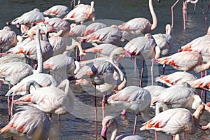 Group of greater flamingos, Phoenicopterus roseus,