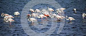 Group of Greater Flamingos in shallow water