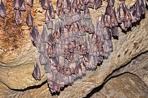 Group of Greater horseshoe bat Rhinolophus ferrumequinum