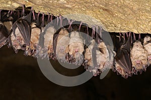 Group of Greater horseshoe bat Rhinolophus ferrumequinum - wintering colony.