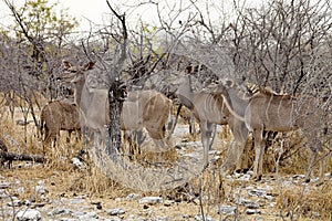 Group Greater kudu, Tragelaphus strepsiceros in the Etosha National Park, Namibia