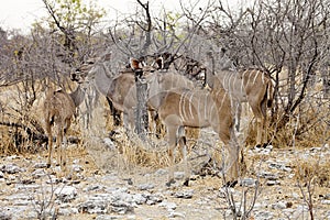 Group Greater kudu, Tragelaphus strepsiceros in the Etosha National Park, Namibia