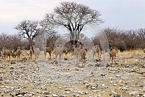 Group Greater kudu, Tragelaphus strepsiceros at the waterhole, Etosha National Park, Namibia