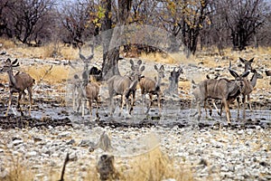 Group Greater kudu, Tragelaphus strepsiceros at the waterhole, Etosha National Park, Namibia