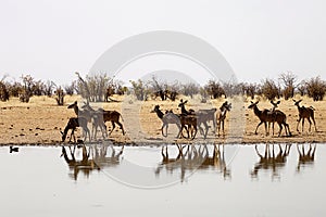 Group Greater kudu, Tragelaphus strepsiceros, at the waterhole, Namibia