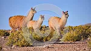 A group of Greater Rhea / Nandu Rhea americana graze on the Altiplano, in the Eduardo Avaroa National Reserve, Uyuni, Bolivia