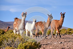 A group of Greater Rhea / Nandu Rhea americana graze on the Altiplano, in the Eduardo Avaroa National Reserve, Uyuni, Bolivia