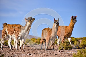 A group of Greater Rhea / Nandu Rhea americana graze on the Altiplano, in the Eduardo Avaroa National Reserve, Uyuni, Bolivia