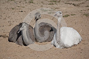 Group of greater rheas photo