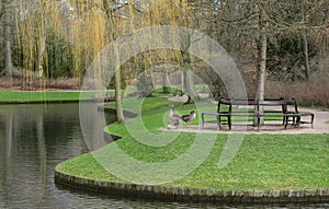 Group of grey gooses are in the park at spring