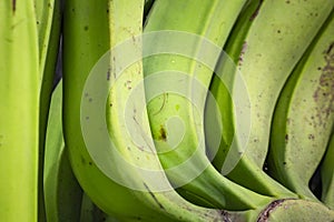 Group of green bananas for sale