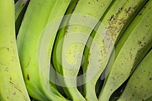 Group of green bananas for sale