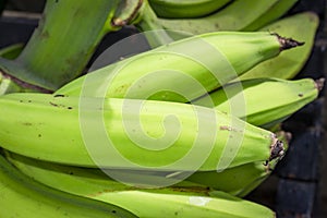 Group of green bananas for sale