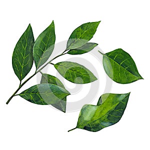 The group of green branch of laurel leaf isolated on white background.  Watercolor illustration