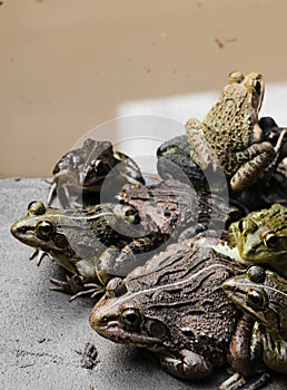 group of green and brown skinned toads and frogs