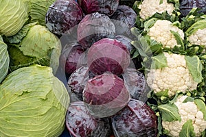 Group of green cabbages in a supermarket, Cabbage background