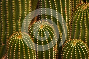 Green cactus with brown pricks
