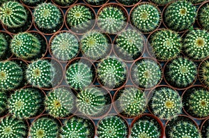 Group of green cactus in pot planting,Topview,Background and texture