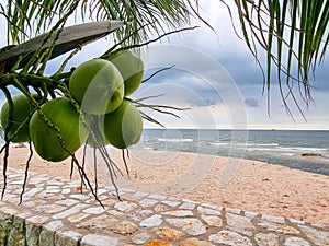 Group of green coconut organic fruit hanging on branch tree sand beach. water juice healthy  drink
