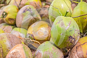 Group of green coconuts