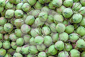 Group of green coconuts background.selective focus