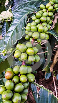 Group of green coffee beans on tree branch