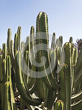 Group of green columnar cacti in botanical garden under blue sky. Tropical plants and botany background