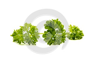 Group of green fresh parsley leaves isolated on white background