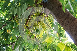 Group of Green fruit called Phyllanthus acidus, known as the Otaheite, Malay, Tahitian gooseberry, star gooseberry tree with