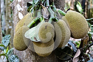 Group of green Jackfruit hanging on brunch tree in the garden.This fruits scientific name is Artocarpus heterophyllus