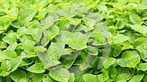 Group of green laves of plant, abstract background texture and nature concepts