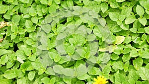 Group of green laves of plant, abstract background texture and nature concepts