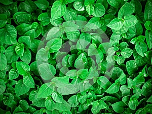 Group of green laves of plant, abstract background texture and nature concepts