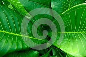 Group of green leaf background close-up view and spot focused