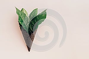 Group of green leaves in black ice-cream horn on pastel background with copy space