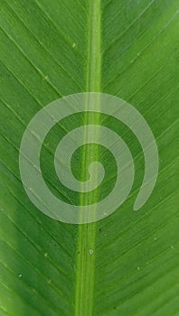 a group of green leaves on a white background, green leaf of bitter on white background , Green leaf isolated on white background,