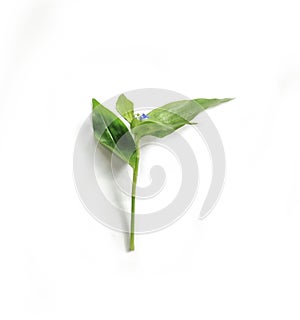 a group of green leaves on a white background, green leaf of bitter on white background , Green leaf isolated on white background,