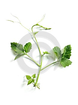 a group of green leaves on a white background, green leaf of bitter on white background , Green leaf isolated on white background,