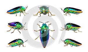 Group of green-legged metallic beetle Sternocera aequisignata or Jewel beetle or Metallic wood-boring beetle on white background
