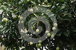 Group of green mangoes in a tree