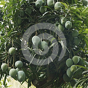 Group of green mangoes in a tree