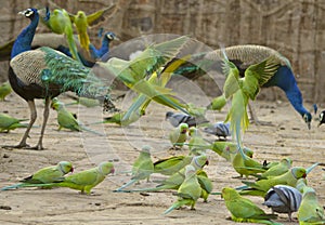 Group of green parrots and peacocks in Ranthambore National Park photo