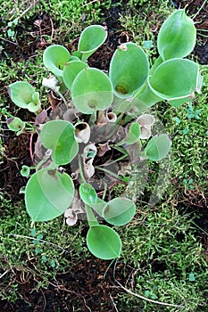 Group of green pitfall pitchers of carnivorous Marsh Pitcher Plant genus, latin name Heliamphora, growing on moss covered soil